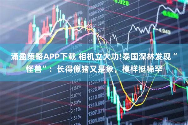 涌盈策略APP下载 相机立大功!泰国深林发现“怪兽”：长得像猪又是象，模样挺稀罕